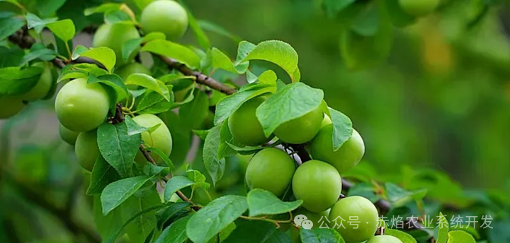 传统与现代交汇的水果产业新机遇，白泥镇开启果树认养
