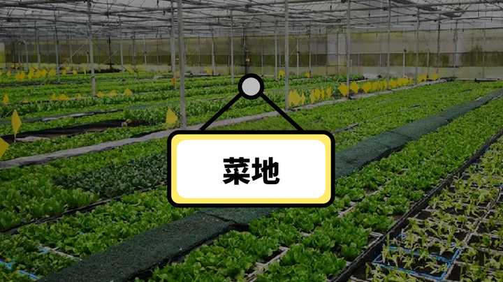 大理下关镇金响村认养一棵菜模式，探索农村经济发展新路径