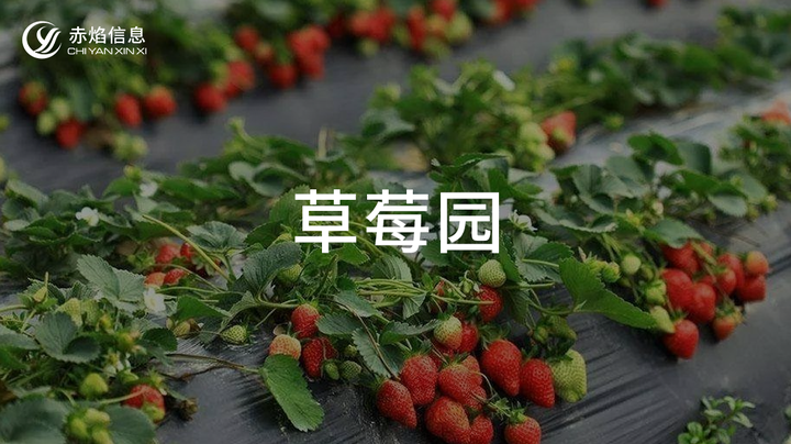 采摘与文化交融，海城市后赵村草莓认养园项目，助力农村经济高质量发展