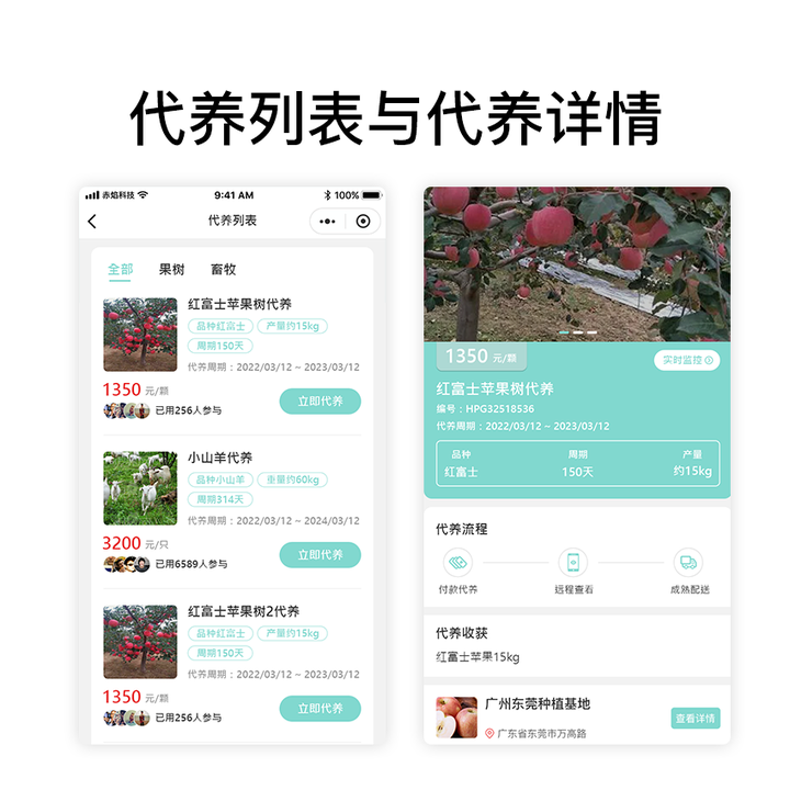互联网农业新模式，恩施凤鸣镇认养蜜橘树模式，推动蜜橘产业升级