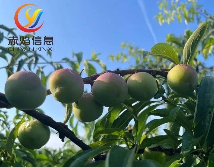 让认养农业持续健康发展，还需做好二方面工作