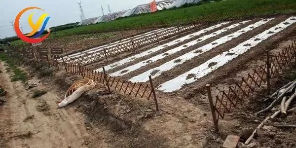 “共享农场”孕育空间正在慢慢变大，共享农场”的未来展望有哪些？