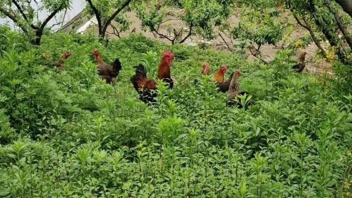 贵州黔鹏俊驰生态农场推出“认养”模式，月收入达36000元