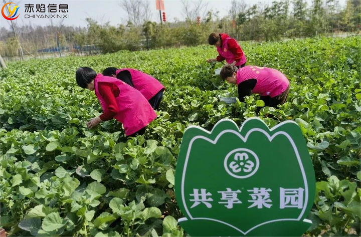 摆脱食品安全隐患，远景村推出“一分菜田共享园”认养模式
